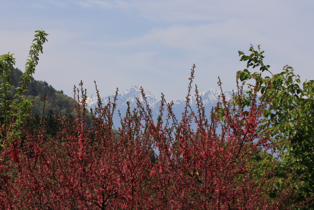雪山に映える赤