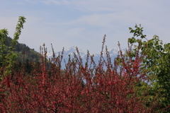雪山に映える赤