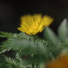 輝く