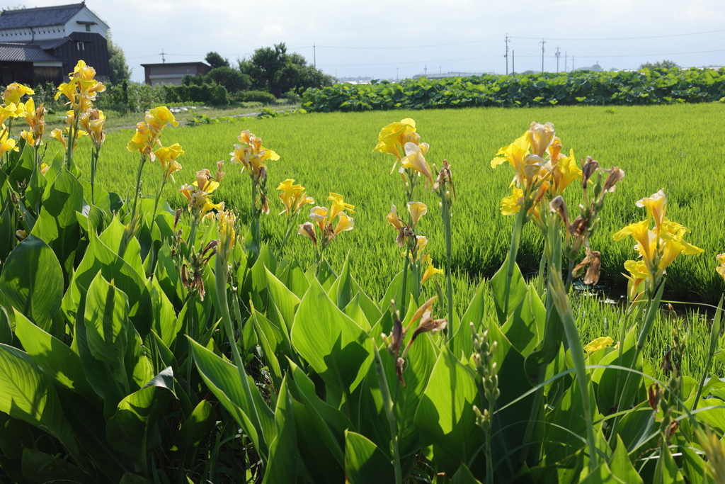 夏の朝