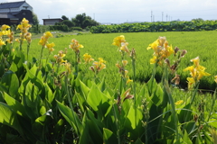 夏の朝
