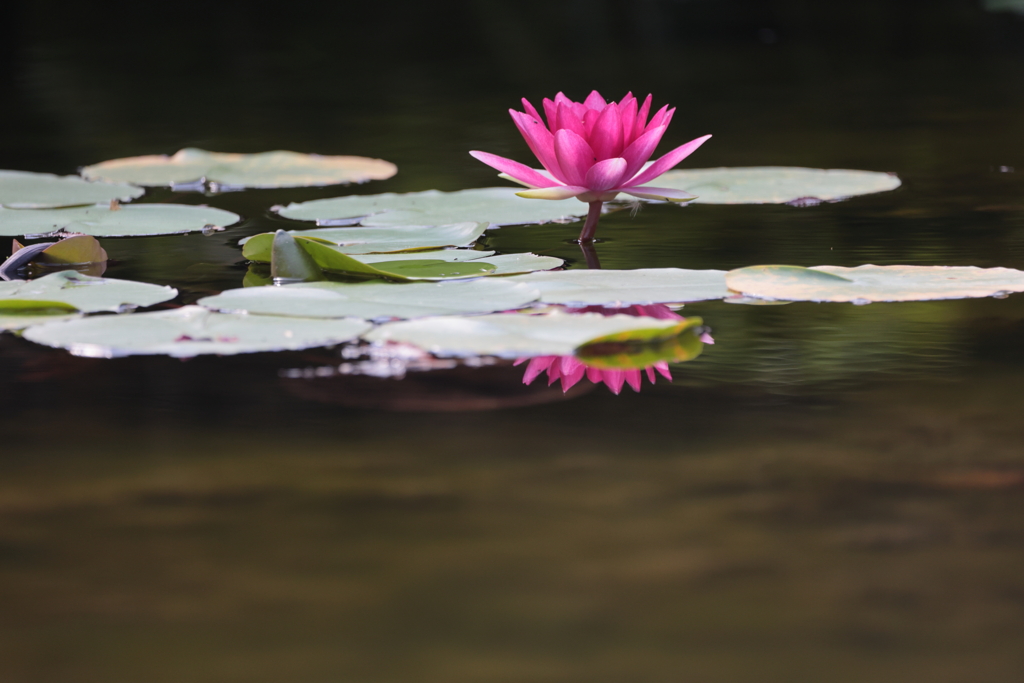 池に一輪