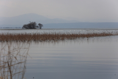 湖北 冬景色 白鳥