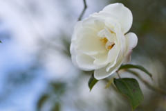 大野町の白いバラ