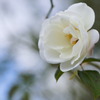 大野町の白いバラ