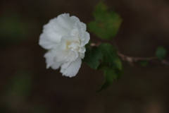 芙蓉