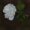 芙蓉