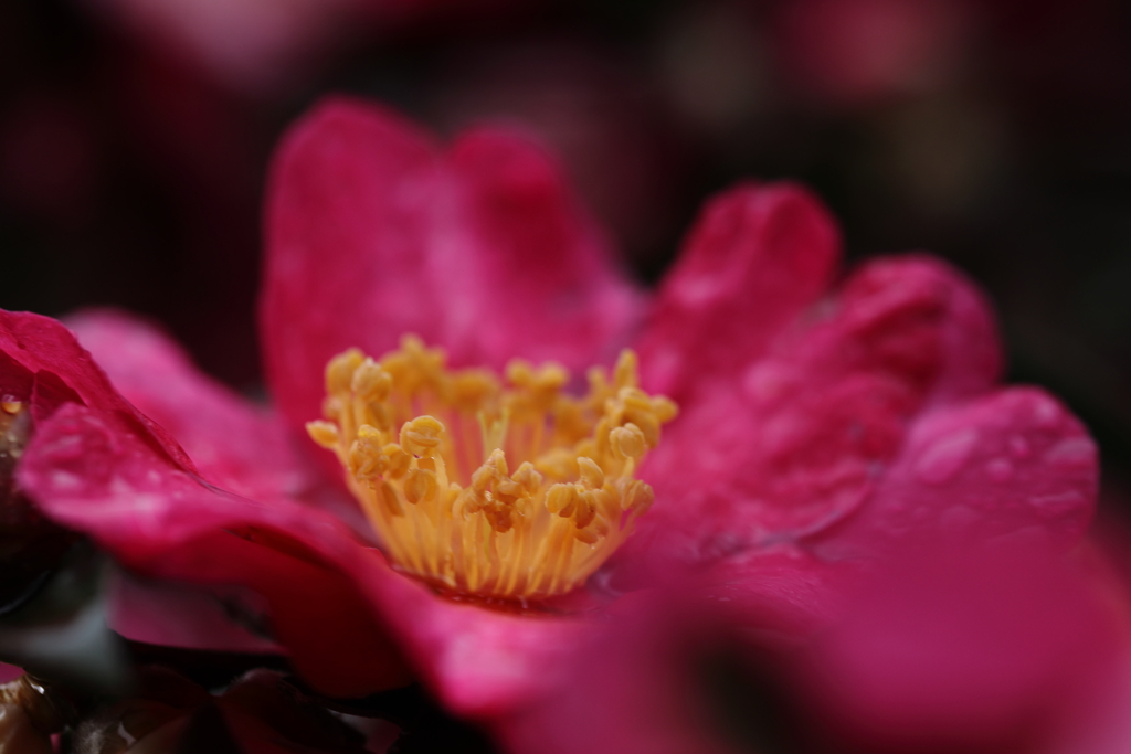 紅