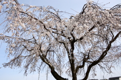 sakura shower