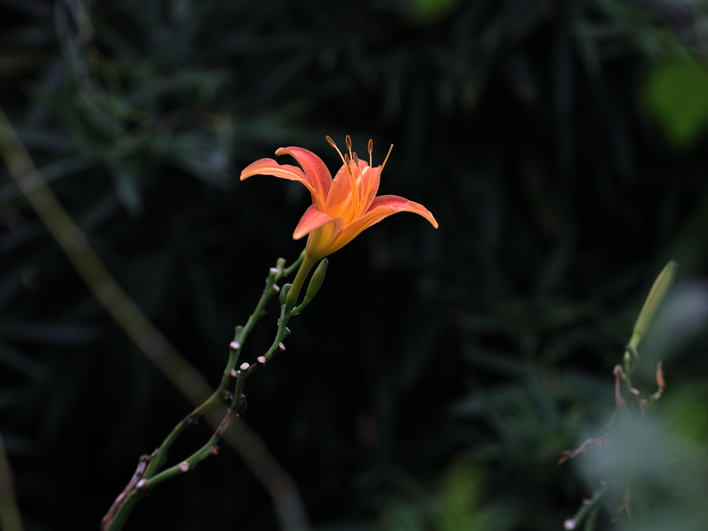 暗がりの赤い花