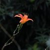 暗がりの赤い花