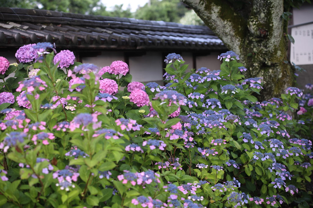 あじさい寺の朝