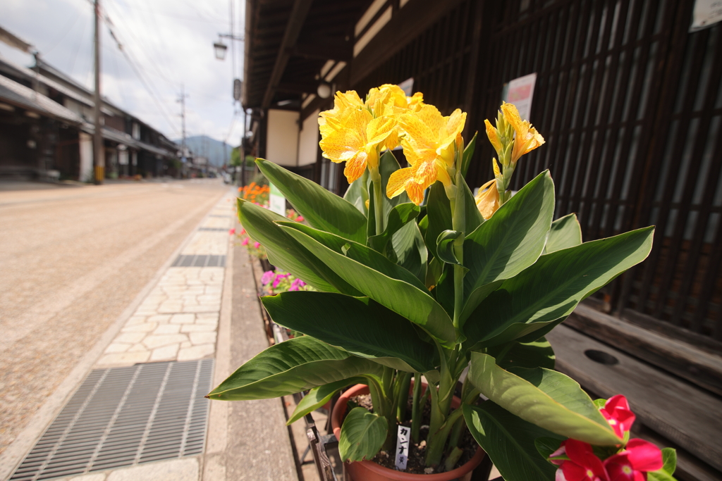 街道の咲く花