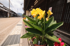 街道の咲く花