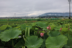 レンコンの花が咲く頃