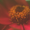 紅