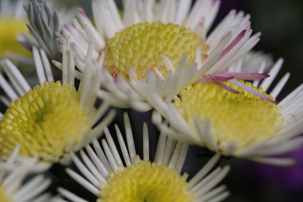菊