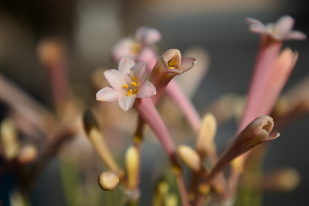 キルタンサスかキルサンタスか?