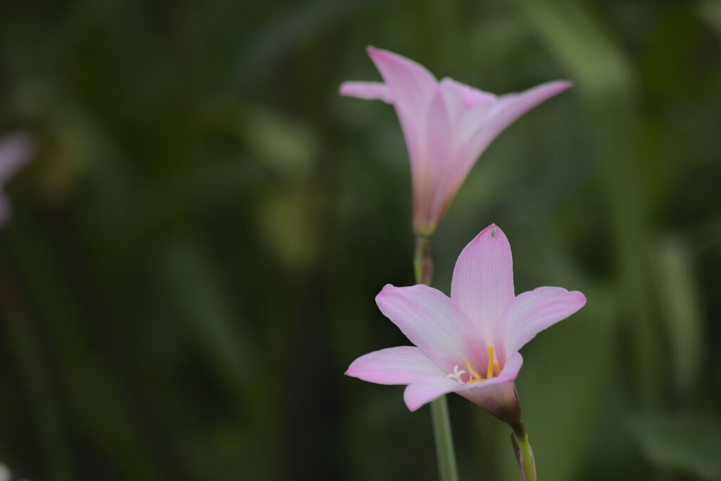 お寺の花