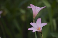 お寺の花