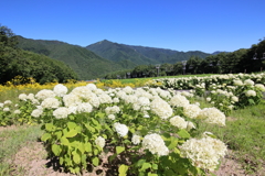 高原に咲く