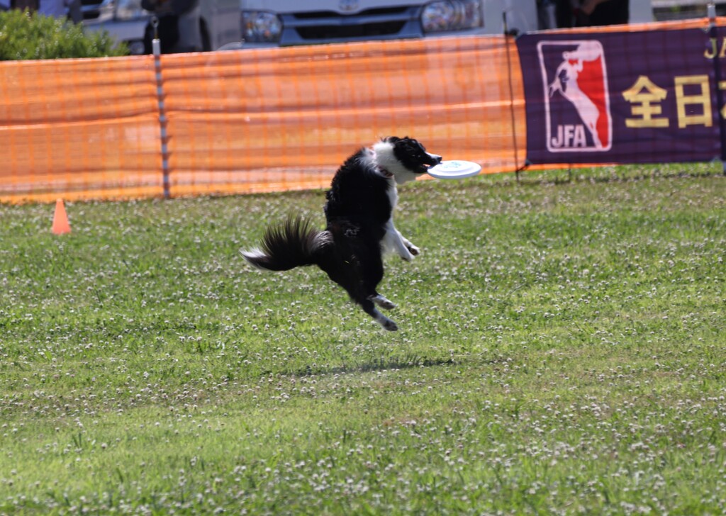 ワンコは元気？