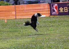 ワンコは元気？