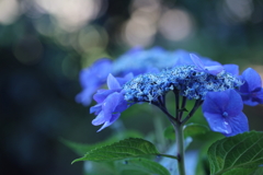 藍より青く