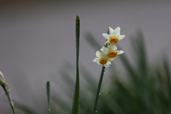 水仙