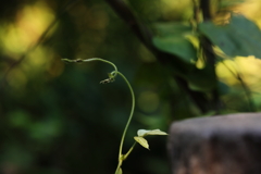 蔓
