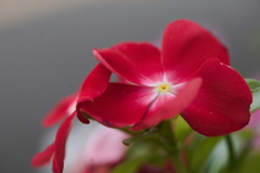 見慣れた花