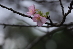 河津桜