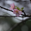 河津桜