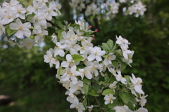 リンゴの花