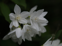 卯の花