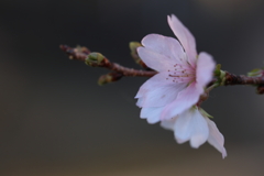 冬の桜