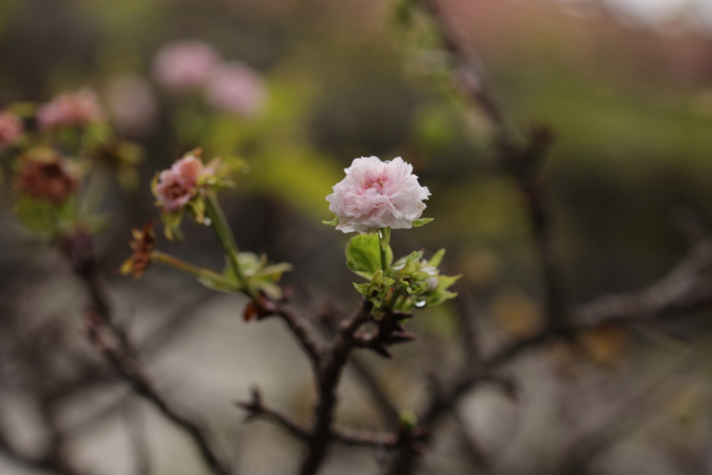 秋の桜
