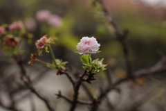 秋の桜