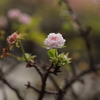 秋の桜