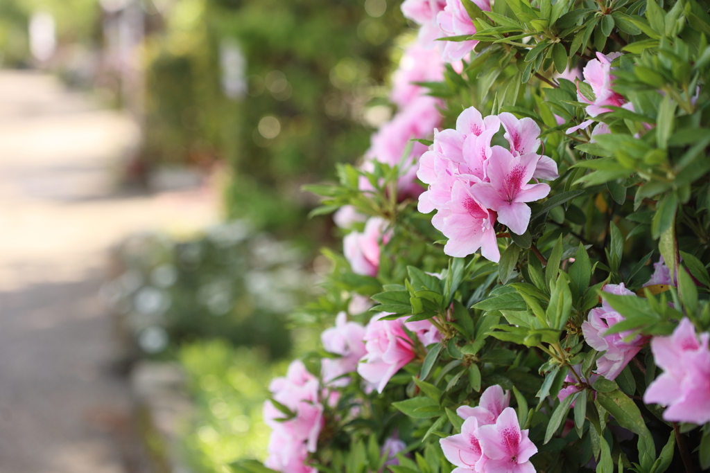 路傍の花