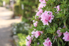 路傍の花