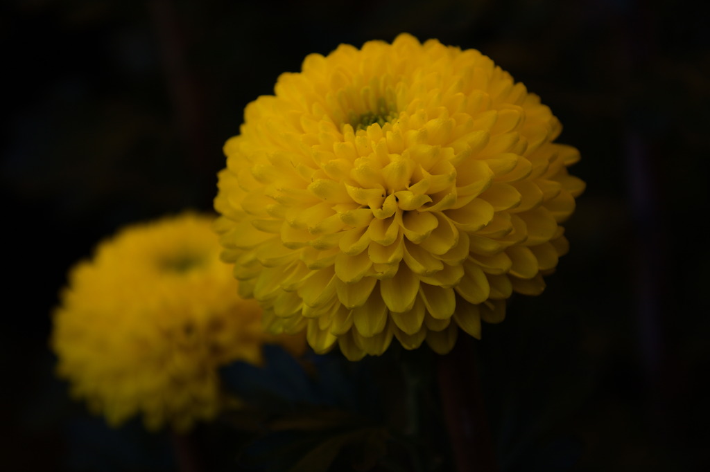 菊