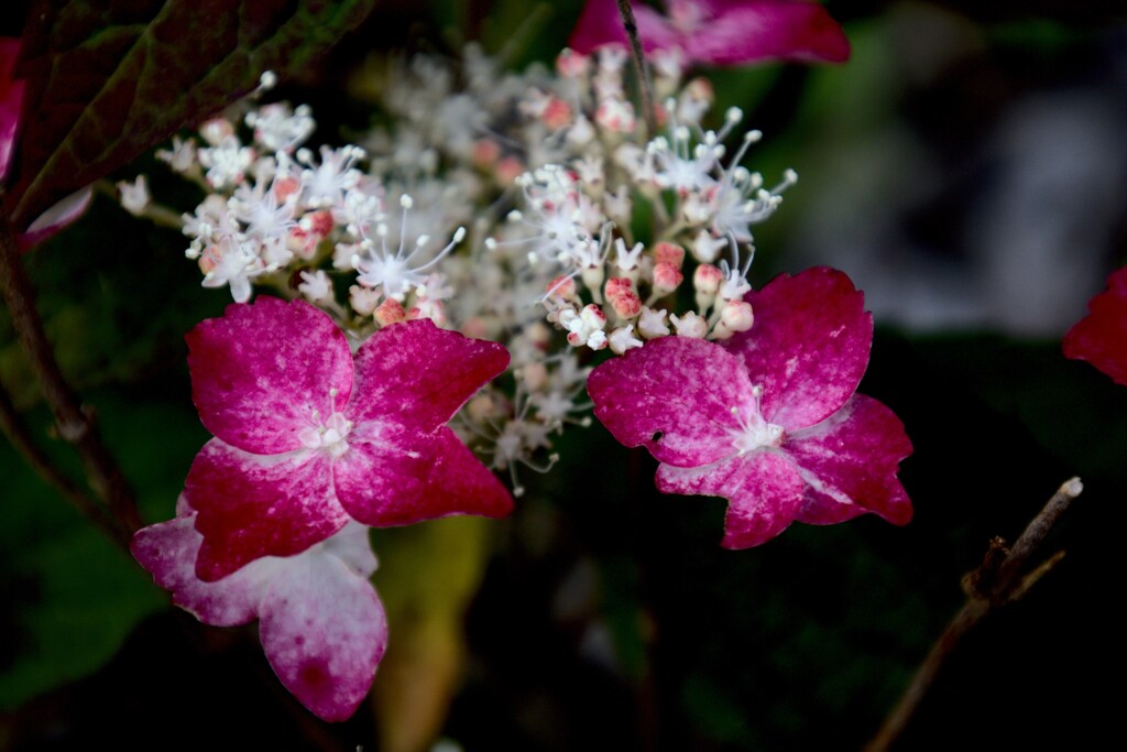  ヤマアジサイ　紅