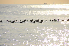 4-2007年8月の千葉の海