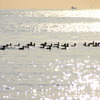 4-2007年8月の千葉の海