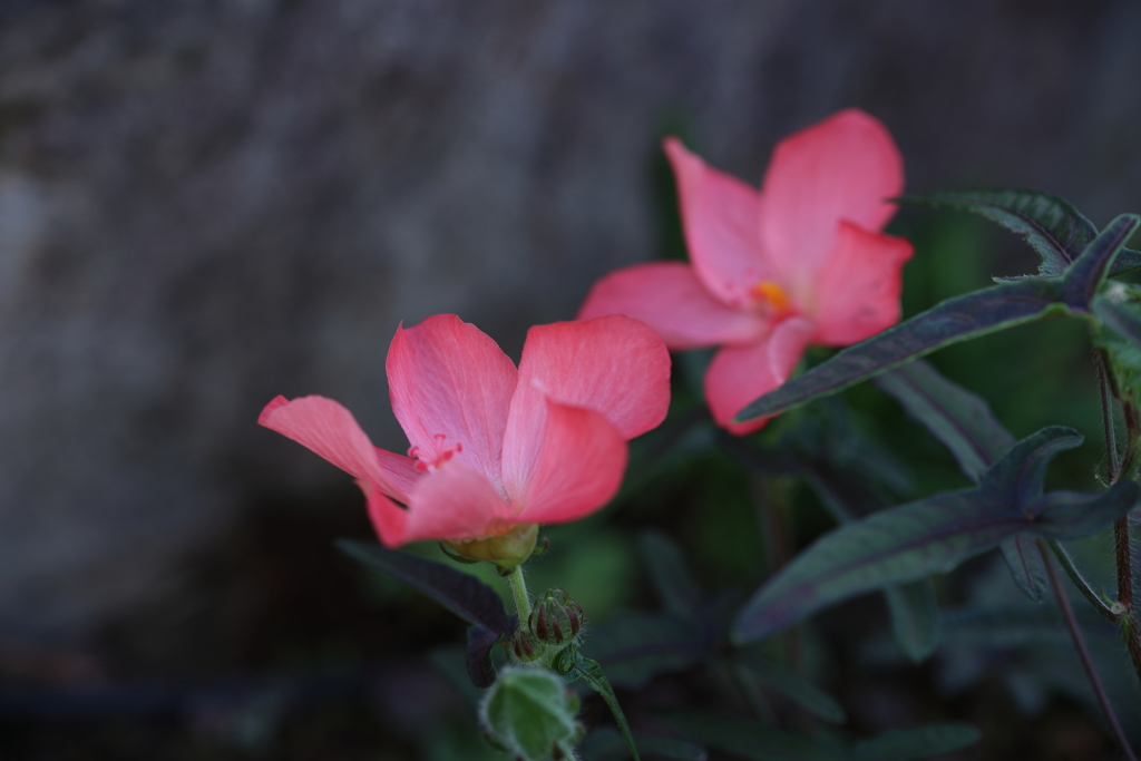 アジアンハイビスカス