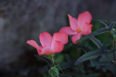 アジアンハイビスカス