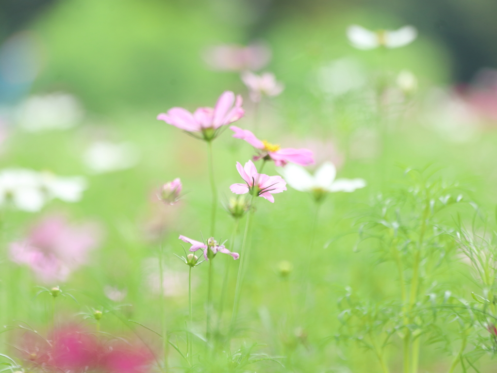 秋花