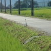 野道の散歩