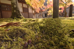苔むす寺の秋